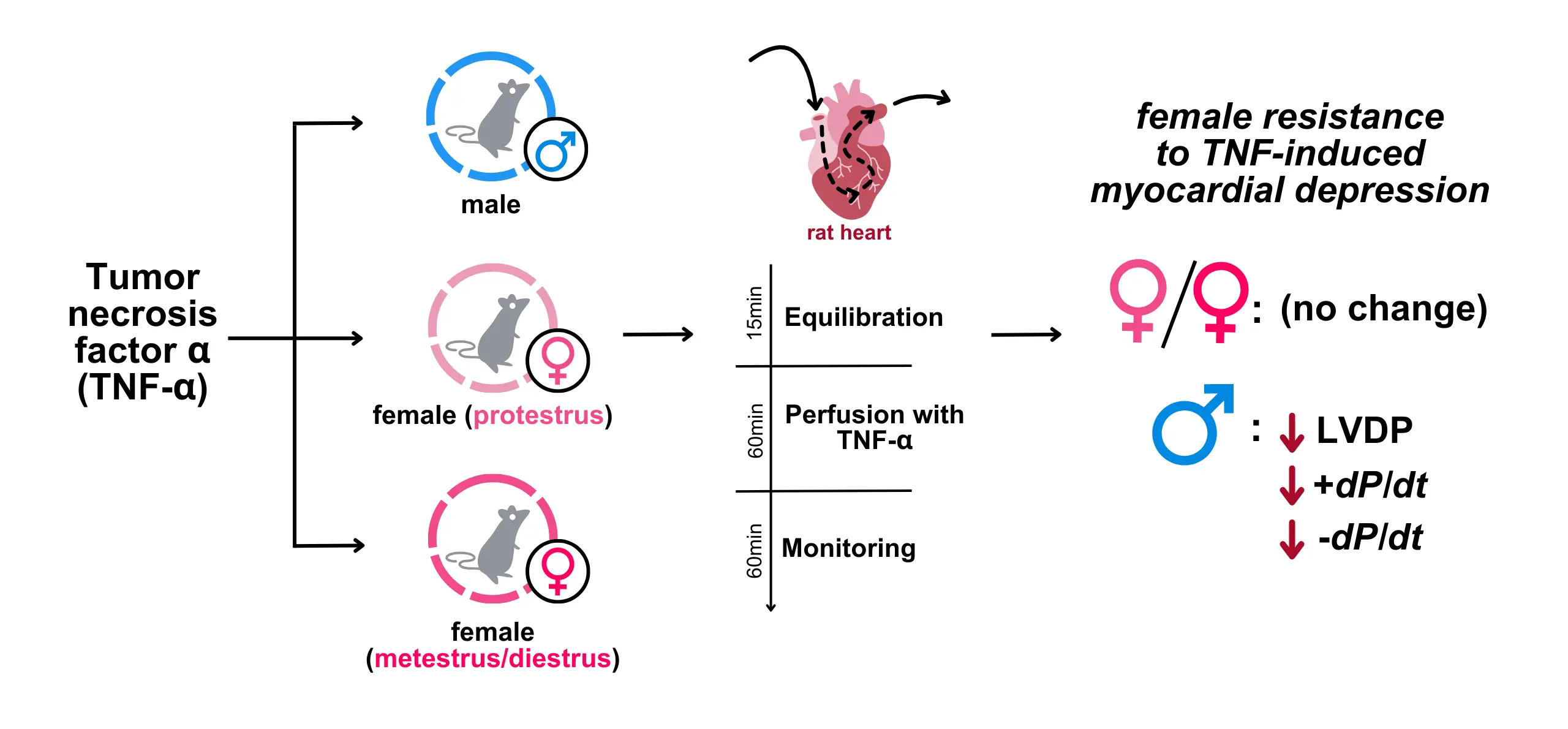 Female resistance to TNF-induced myocardial depression