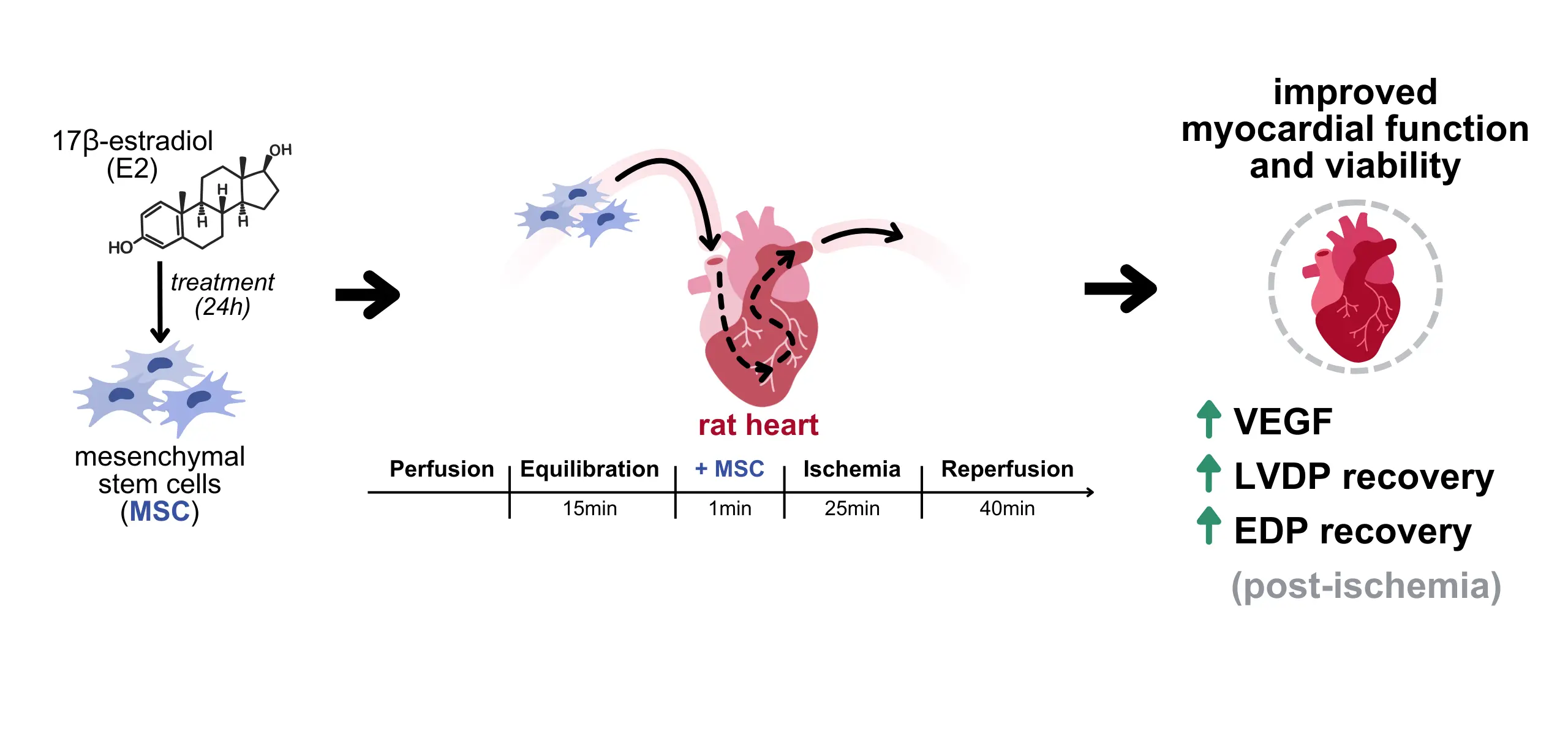 Improved myocardial function and viability