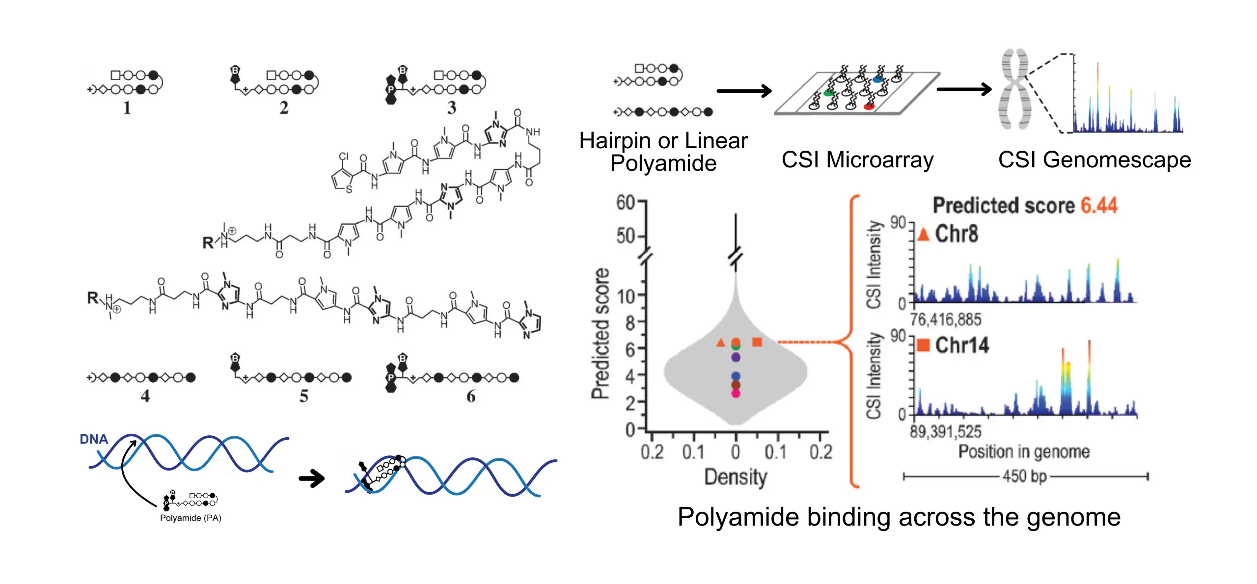 Mapping polyamide−DNA interactions