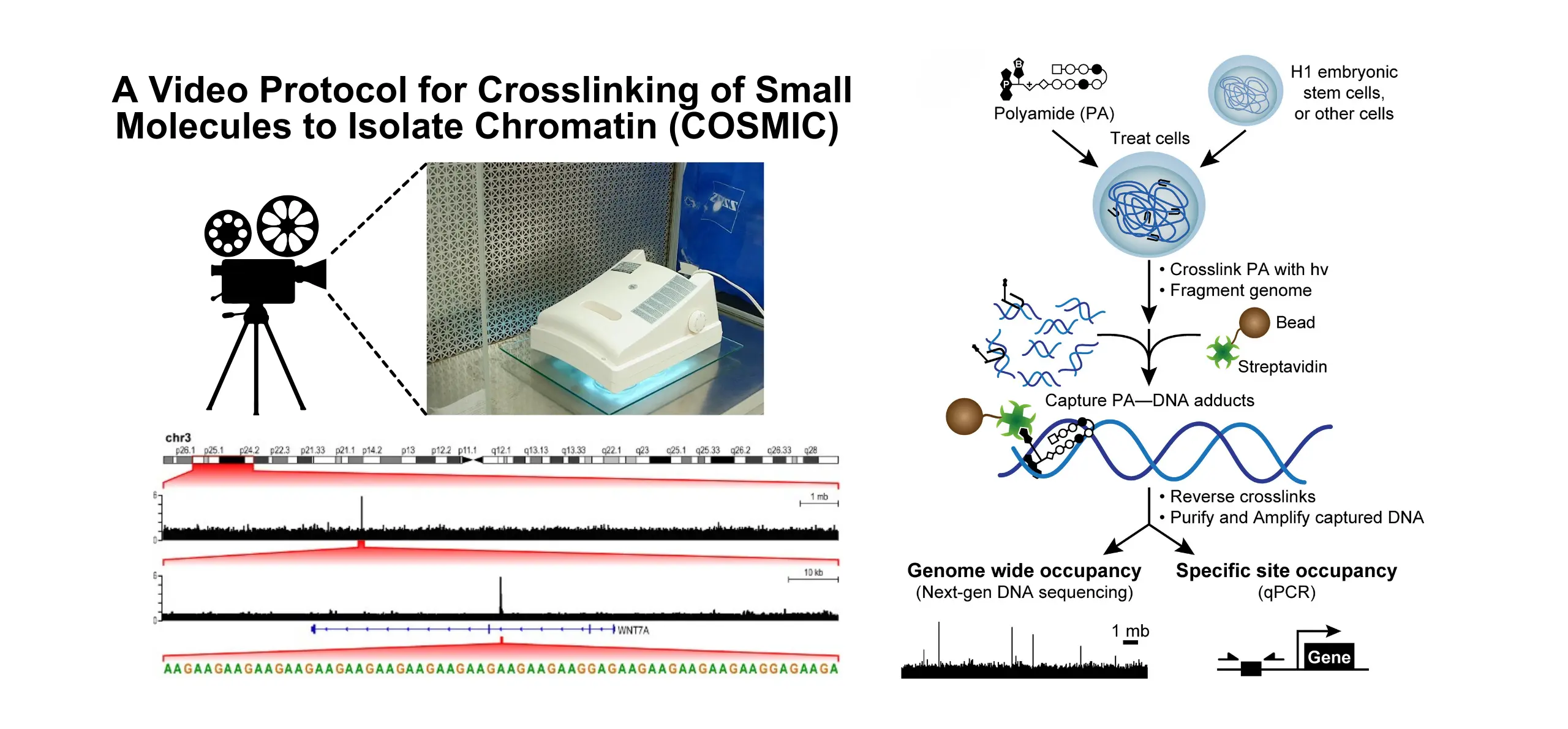 Crosslinking of small molecules to isolate chromatin