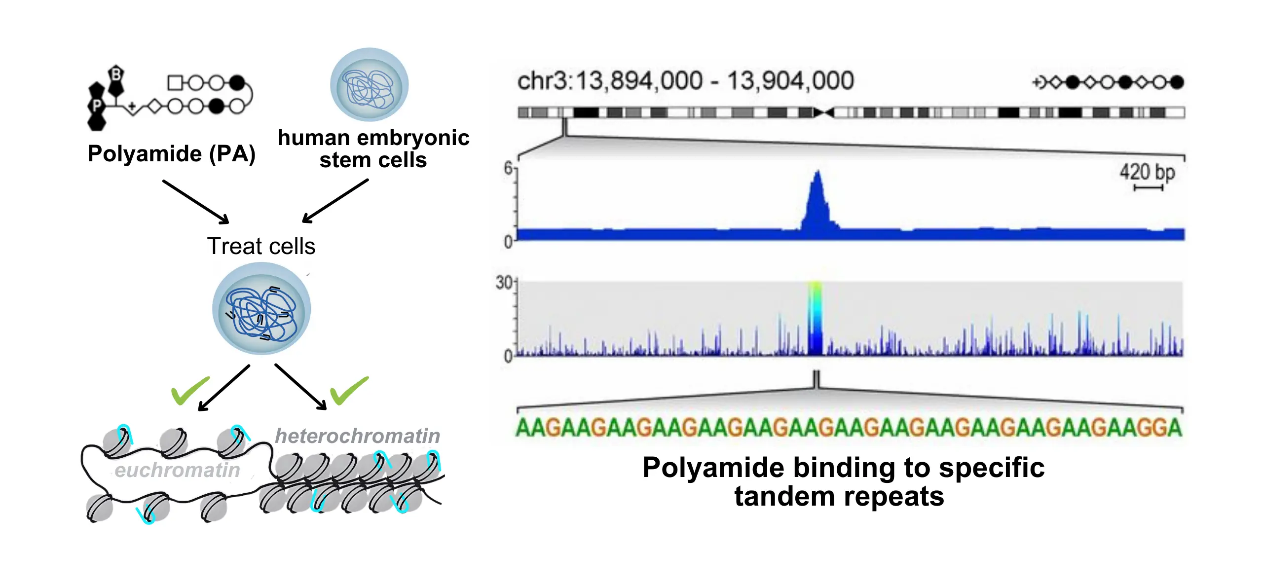 Polyamide binding to specific tandem repeats