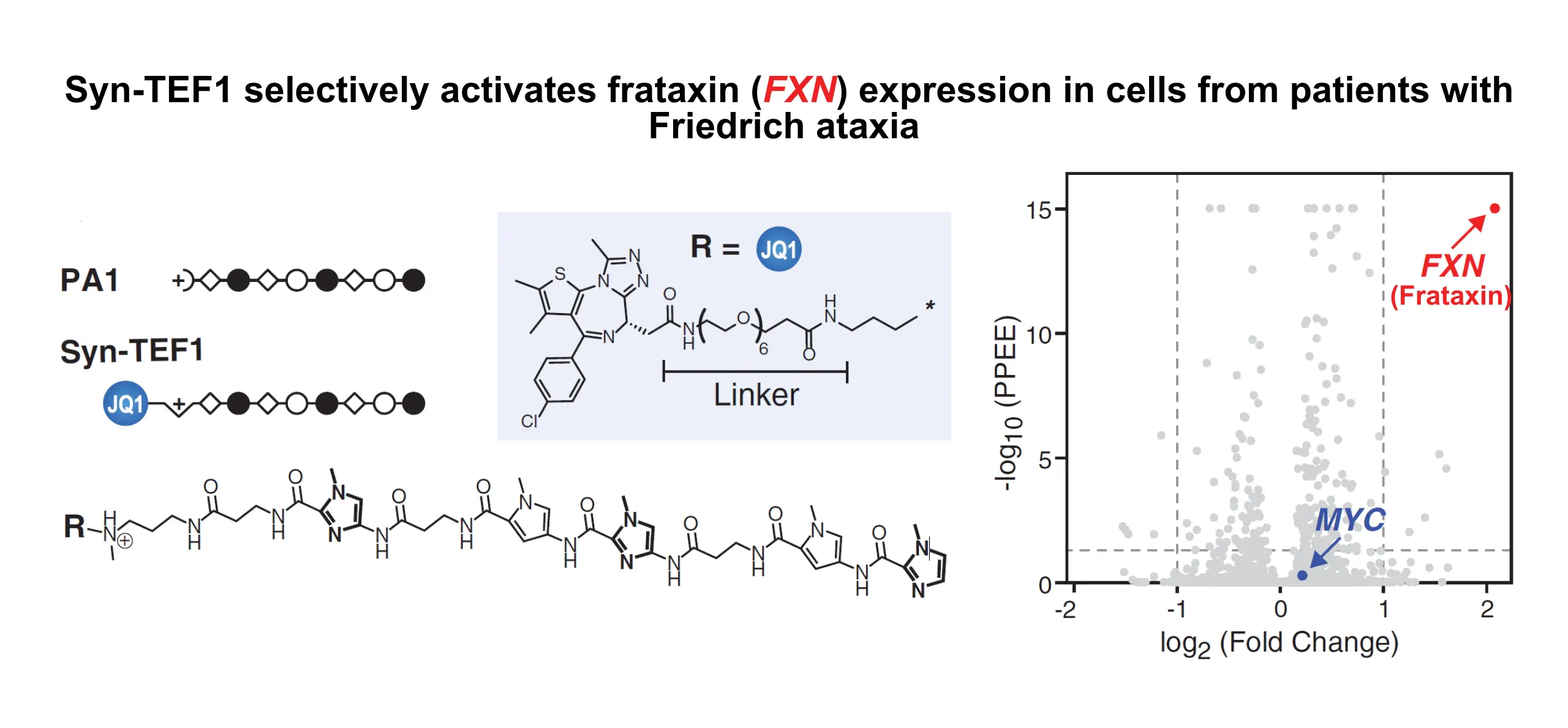 Syn-TEF1 selectively activates frataxin expression in cells from patients with Friedrich ataxia